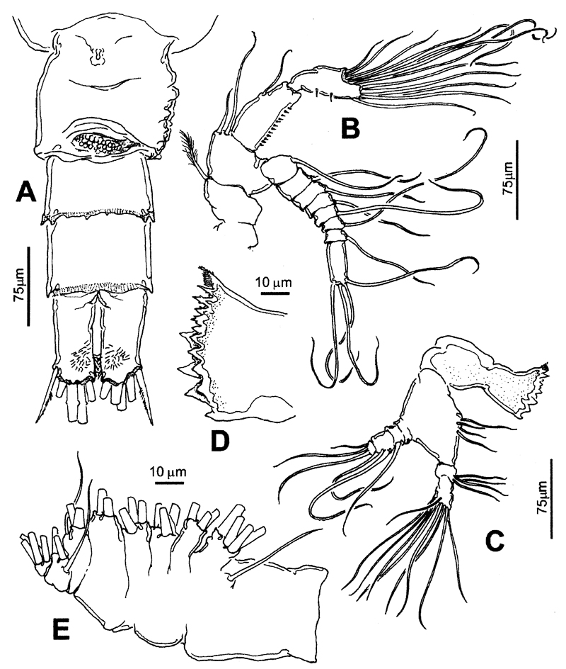 Espèce Hondurella verrucosa - Planche 2 de figures morphologiques
