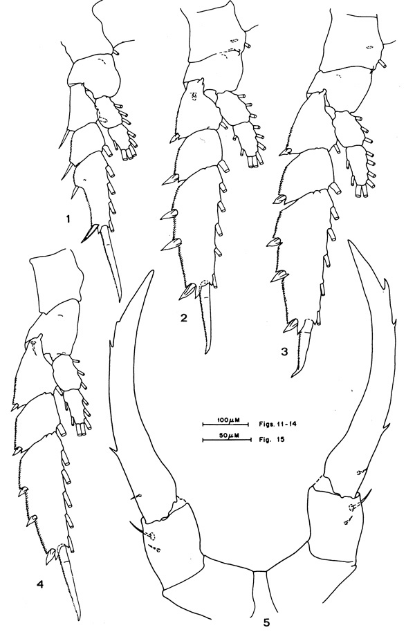 Species Candacia giesbrechti - Plate 3 of morphological figures