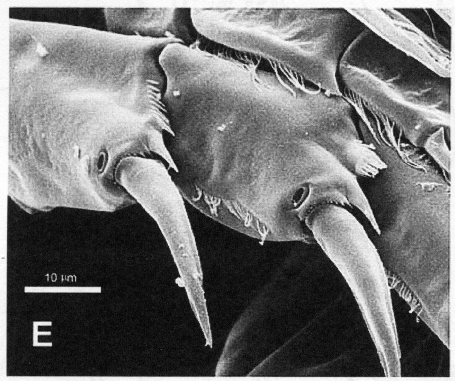Espèce Hondurella verrucosa - Planche 10 de figures morphologiques
