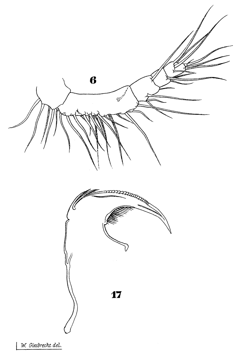 Species Sapphirina angusta - Plate 23 of morphological figures
