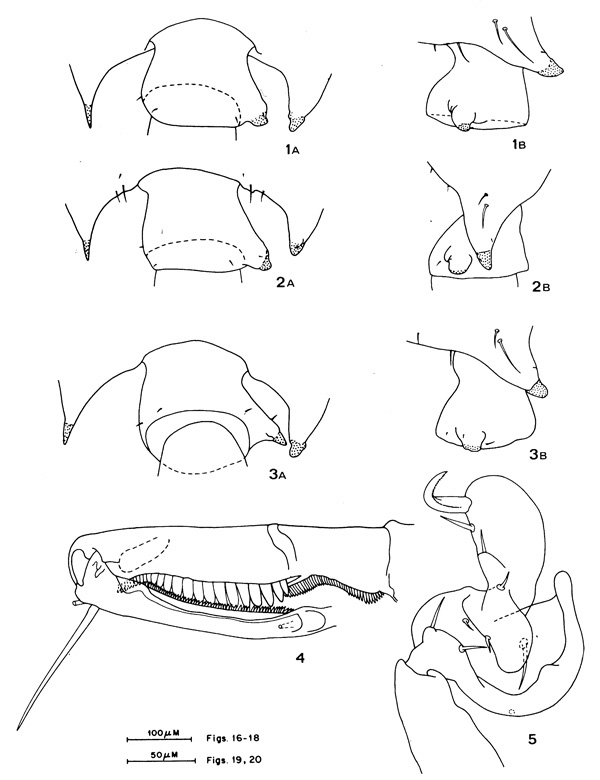 Species Candacia giesbrechti - Plate 4 of morphological figures