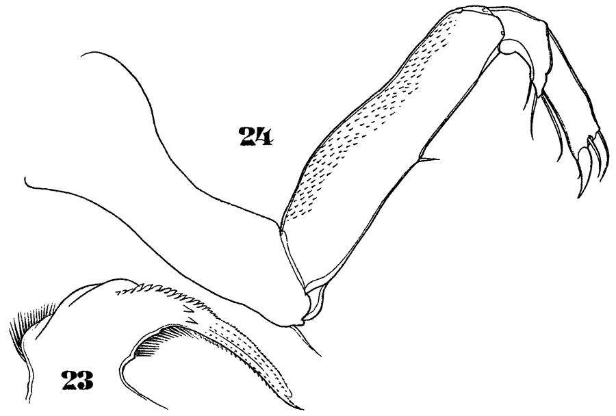 Espèce Sapphirina iris - Planche 14 de figures morphologiques