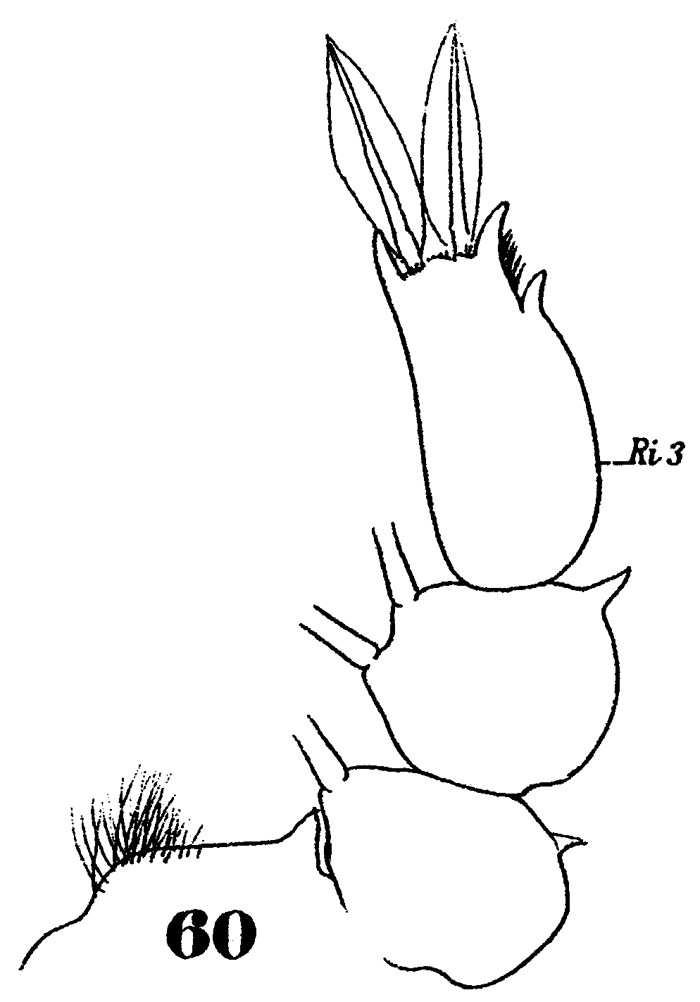 Species Sapphirina iris - Plate 15 of morphological figures
