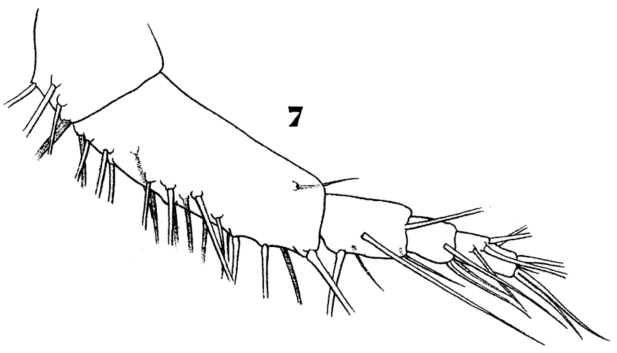 Espèce Sapphirina iris - Planche 18 de figures morphologiques