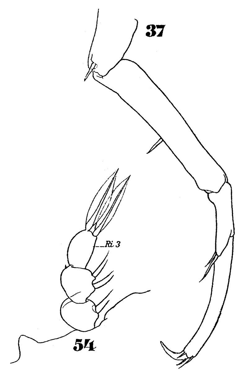 Espce Sapphirina bicuspidata - Planche 8 de figures morphologiques