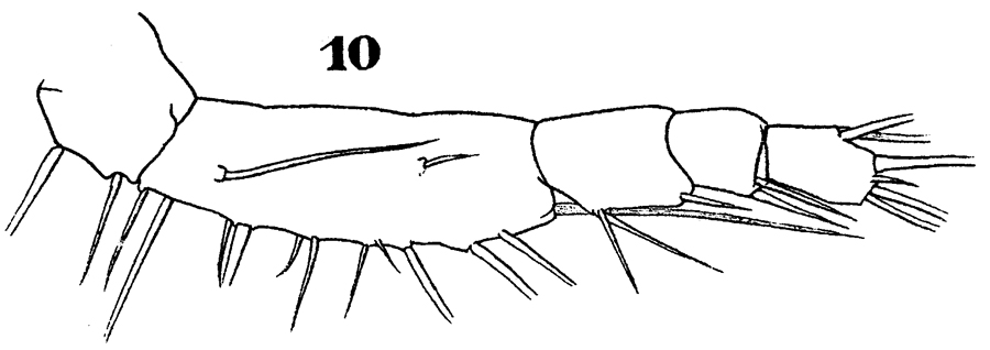 Espce Sapphirina vorax - Planche 4 de figures morphologiques