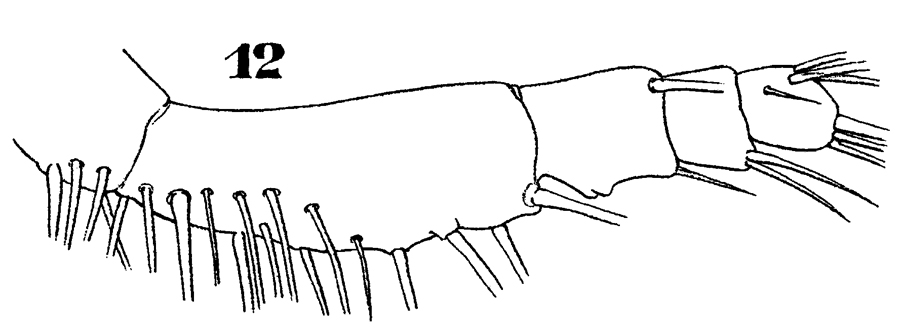 Espèce Sapphirina scarlata - Planche 11 de figures morphologiques