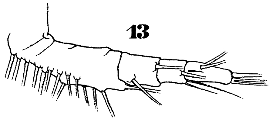 Espce Sapphirina nigromaculata - Planche 17 de figures morphologiques