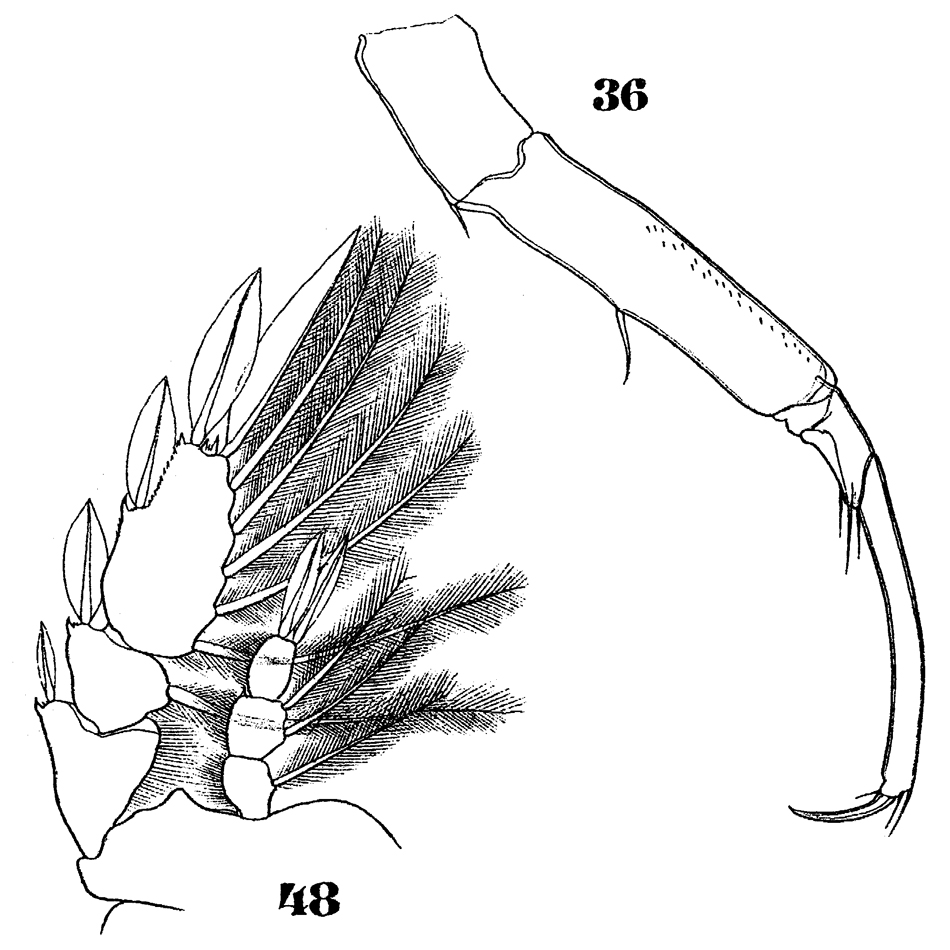 Espce Sapphirina nigromaculata - Planche 18 de figures morphologiques