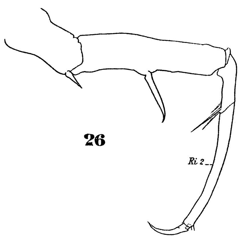 Espce Sapphirina nigromaculata - Planche 22 de figures morphologiques