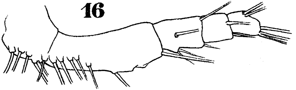 Espèce Sapphirina maculosa - Planche 5 de figures morphologiques