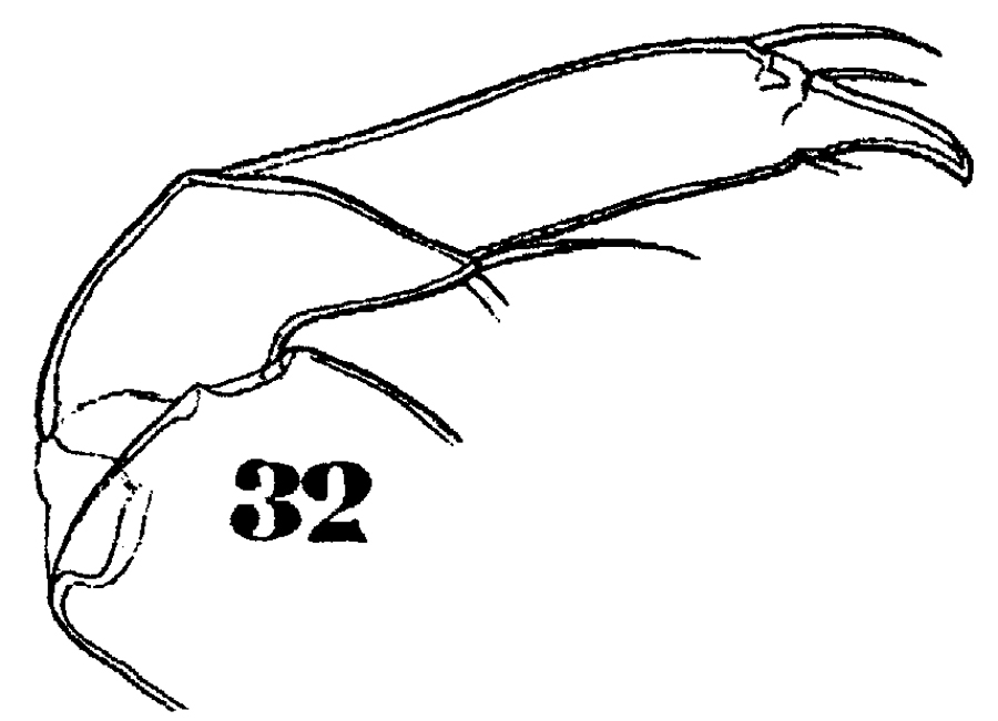 Espèce Sapphirina gemma - Planche 17 de figures morphologiques
