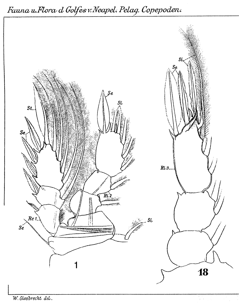 Species Sapphirina ovatolanceolata - Plate 22 of morphological figures