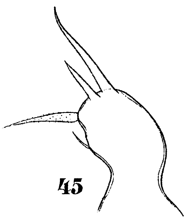 Espèce Sapphirina ovatolanceolata - Planche 23 de figures morphologiques
