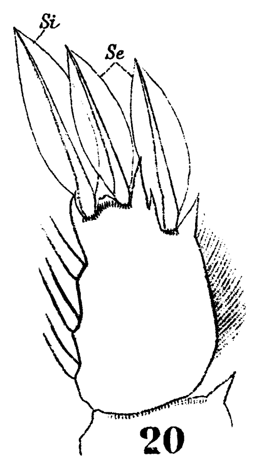 Espce Sapphirina angusta - Planche 25 de figures morphologiques