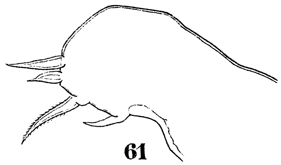 Species Sapphirina angusta - Plate 26 of morphological figures
