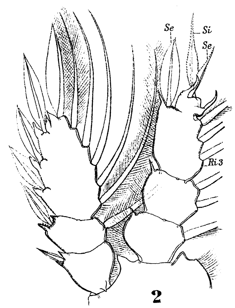 Espce Sapphirina angusta - Planche 20 de figures morphologiques