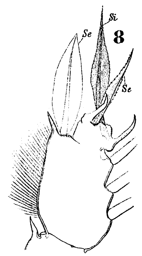 Species Sapphirina angusta - Plate 21 of morphological figures