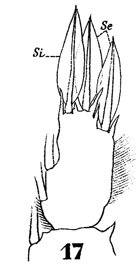 Espce Sapphirina angusta - Planche 22 de figures morphologiques