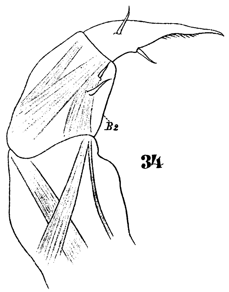 Species Sapphirina opalina - Plate 17 of morphological figures