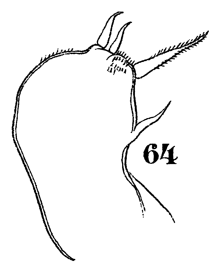 Species Sapphirina opalina - Plate 18 of morphological figures