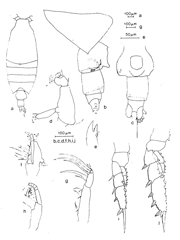 Espce Candacia worthingtoni - Planche 1 de figures morphologiques