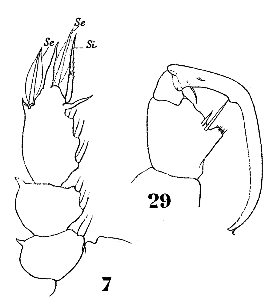 Species Sapphirina intestinata - Plate 11 of morphological figures