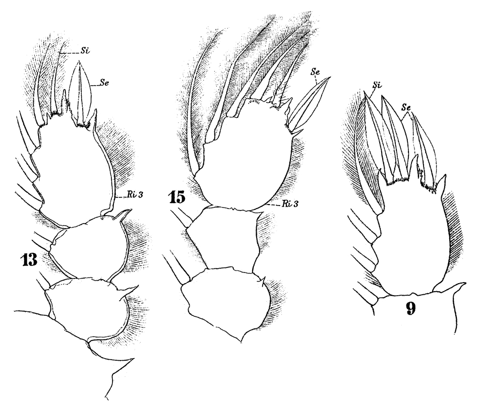 Species Sapphirina iris - Plate 12 of morphological figures