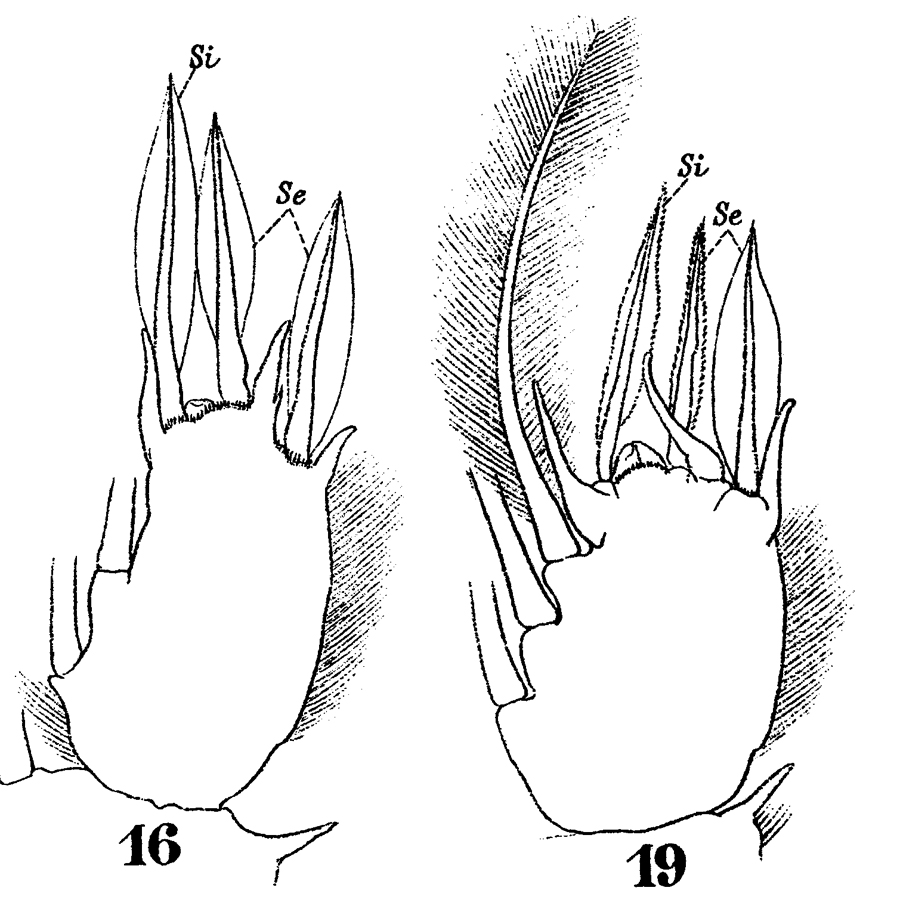 Species Sapphirina iris - Plate 16 of morphological figures
