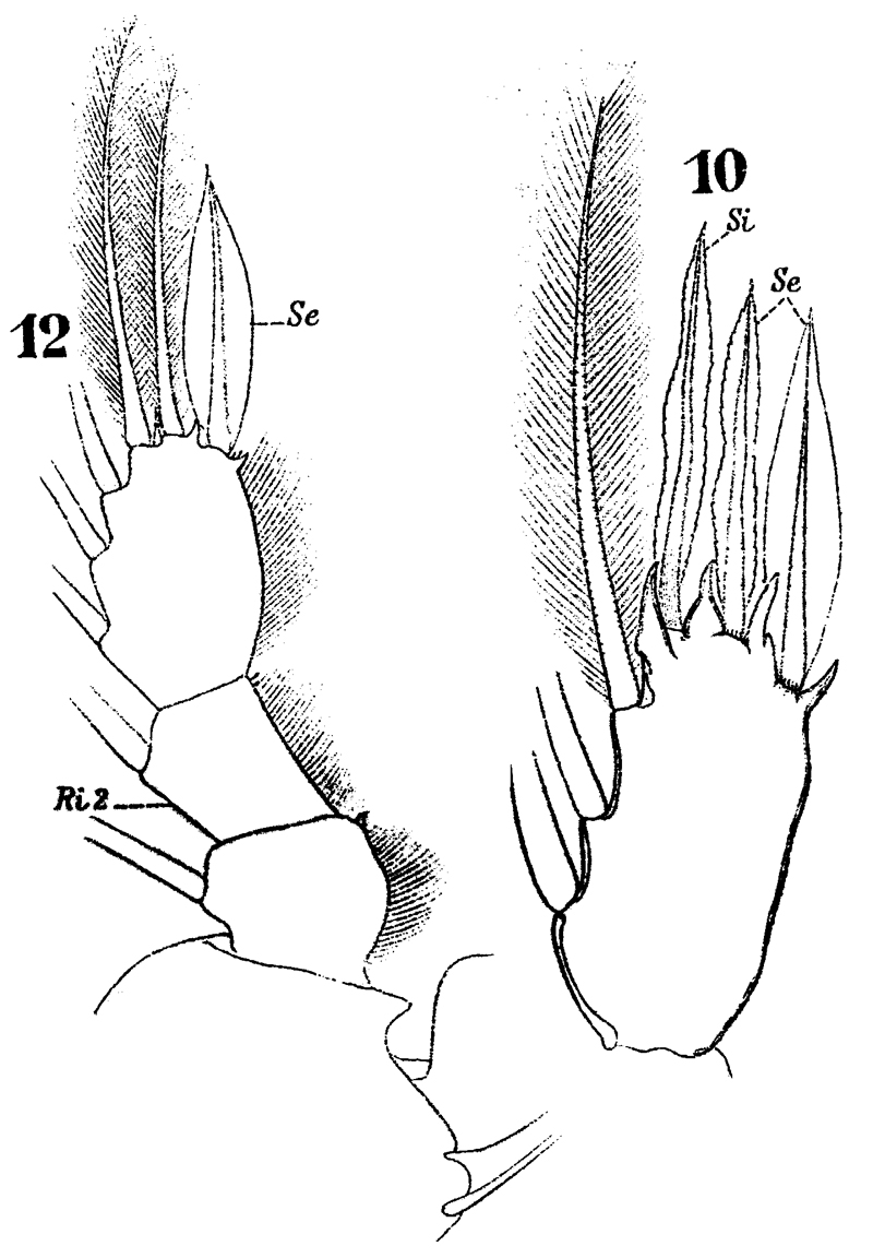 Espèce Sapphirina gemma - Planche 15 de figures morphologiques