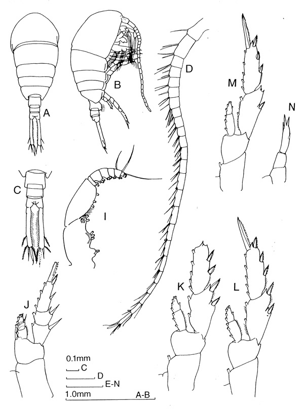Espèce Temora turbinata - Planche 2 de figures morphologiques