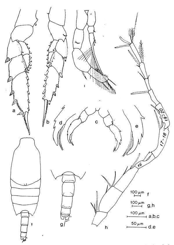 Espce Candacia worthingtoni - Planche 2 de figures morphologiques