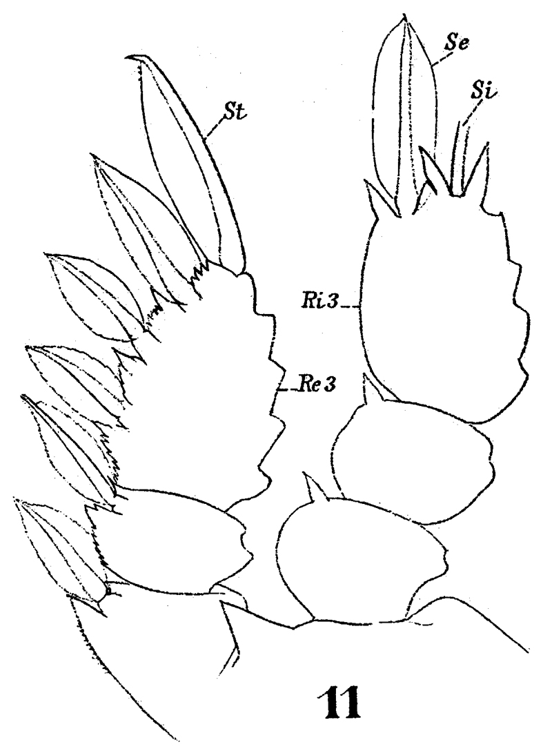 Espce Sapphirina vorax - Planche 6 de figures morphologiques