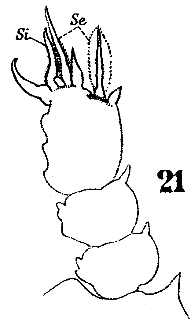 Species Sapphirina pyrosomatis - Plate 8 of morphological figures