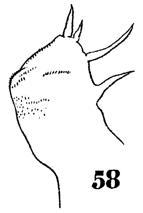 Species Sapphirina pyrosomatis - Plate 5 of morphological figures