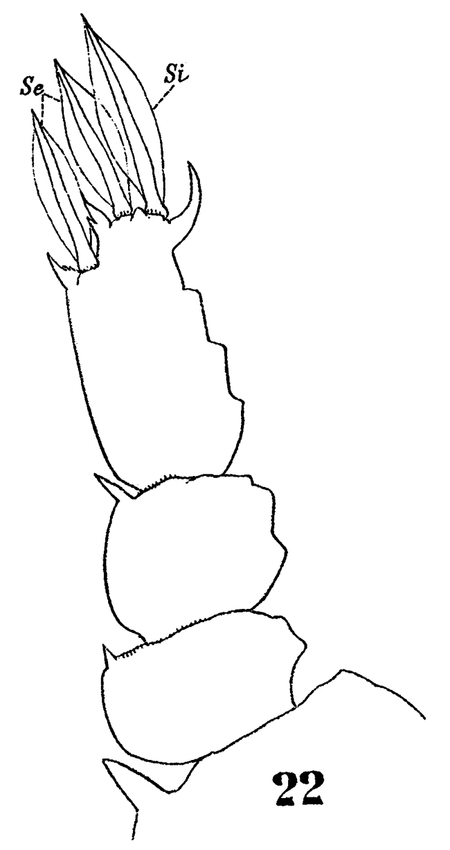 Espce Sapphirina stellata - Planche 11 de figures morphologiques