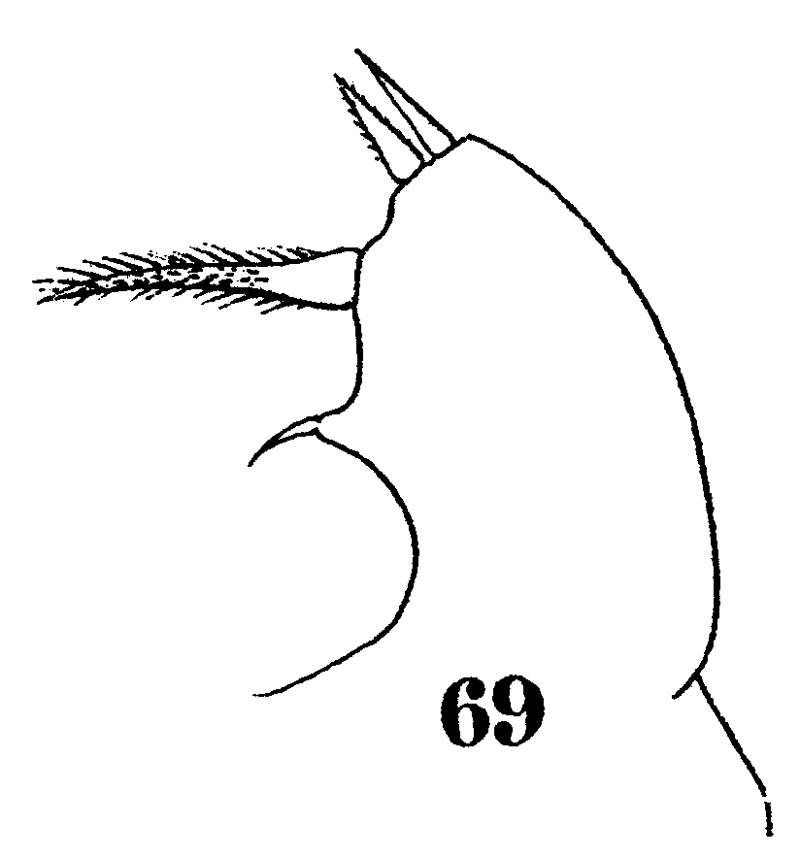 Espce Sapphirina stellata - Planche 15 de figures morphologiques