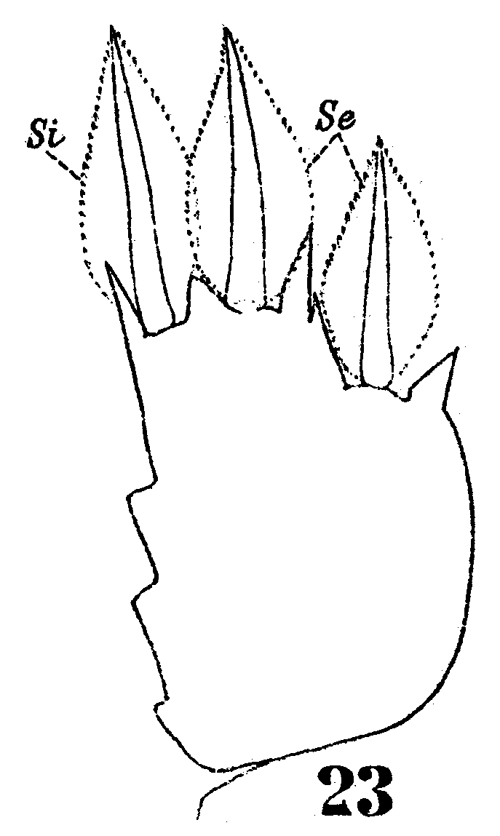 Espce Sapphirina gastrica - Planche 12 de figures morphologiques