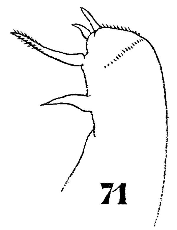 Espce Sapphirina gastrica - Planche 13 de figures morphologiques
