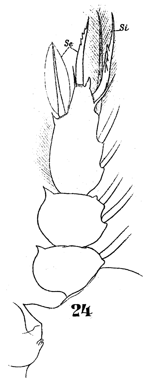 Espèce Sapphirina maculosa - Planche 8 de figures morphologiques