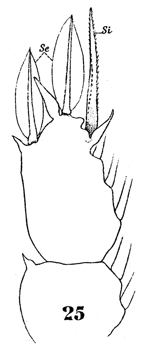 Species Sapphirina scarlata - Plate 13 of morphological figures