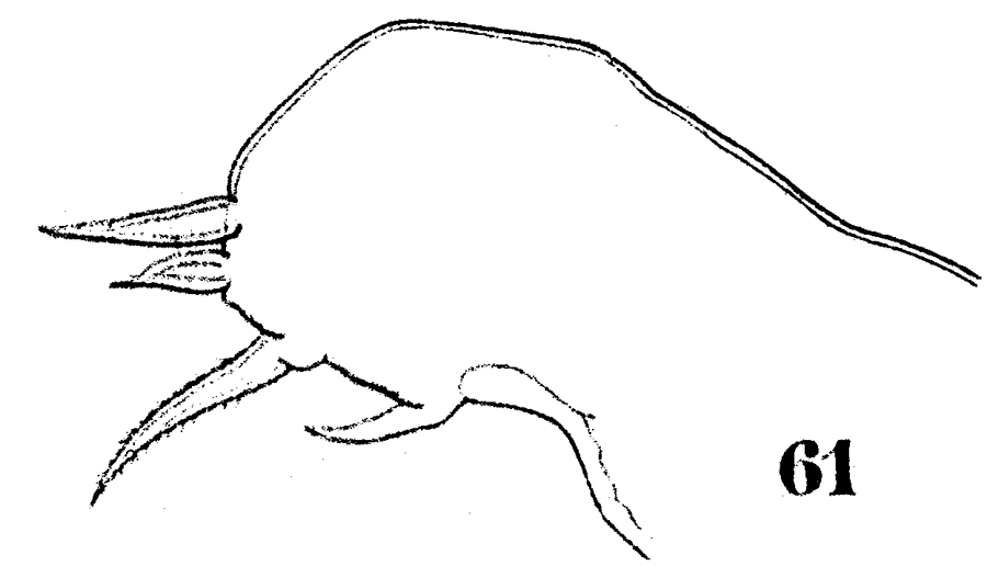 Espèce Sapphirina scarlata - Planche 14 de figures morphologiques