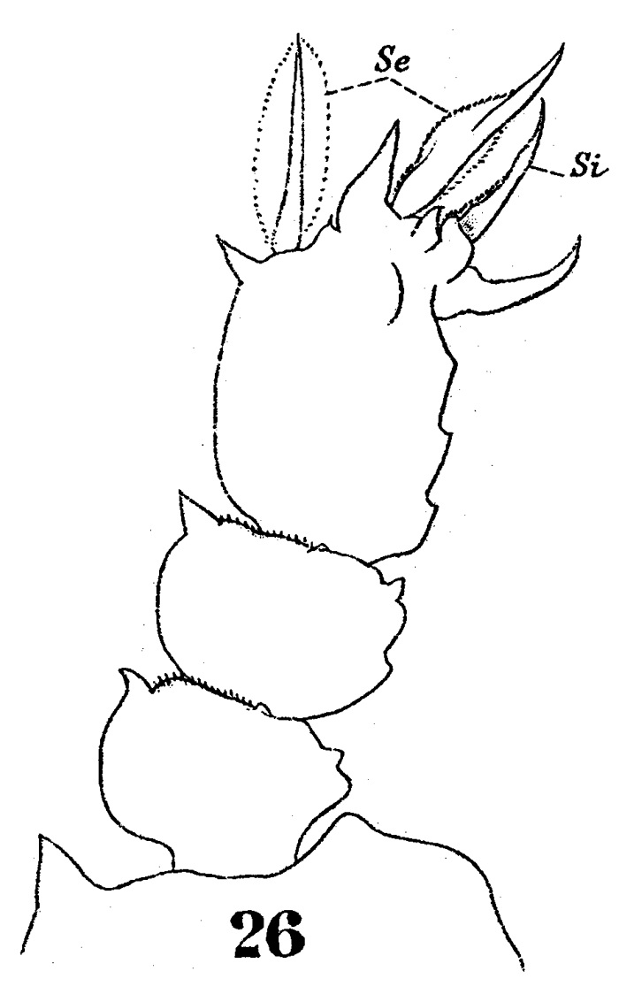 Espce Sapphirina sinuicauda - Planche 12 de figures morphologiques
