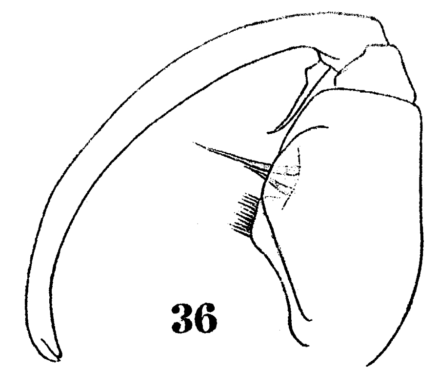 Espce Sapphirina sinuicauda - Planche 13 de figures morphologiques