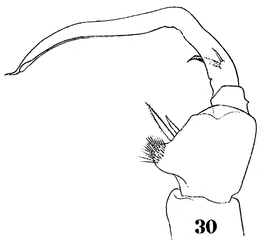 Espce Sapphirina bicuspidata - Planche 11 de figures morphologiques