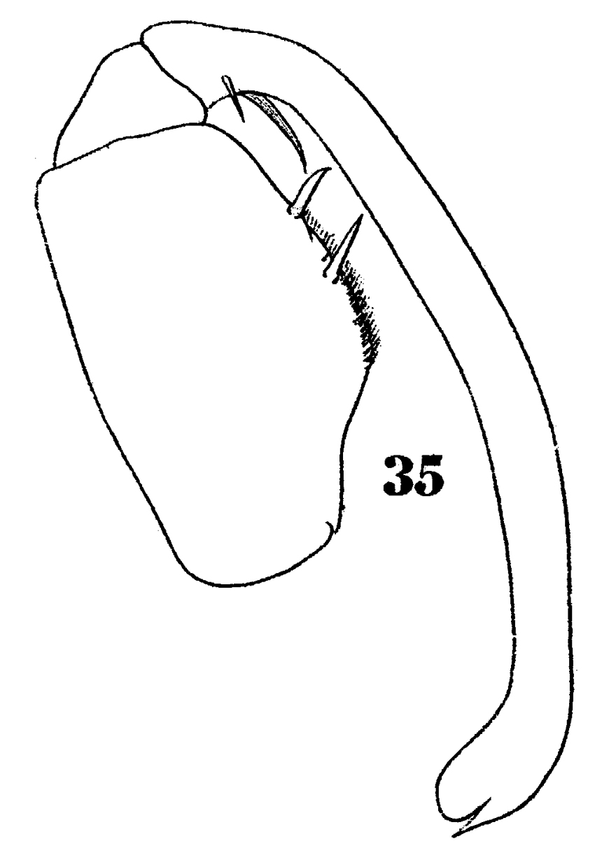 Espce Sapphirina darwini - Planche 12 de figures morphologiques