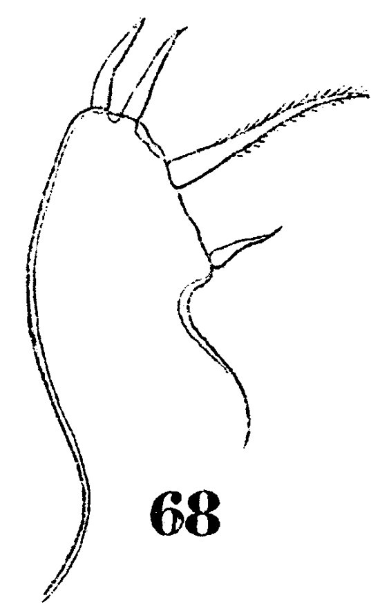 Espce Sapphirina nigromaculata - Planche 20 de figures morphologiques