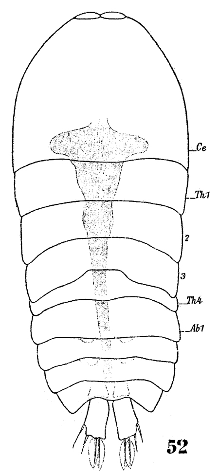 Species Sapphirina metallina - Plate 9 of morphological figures
