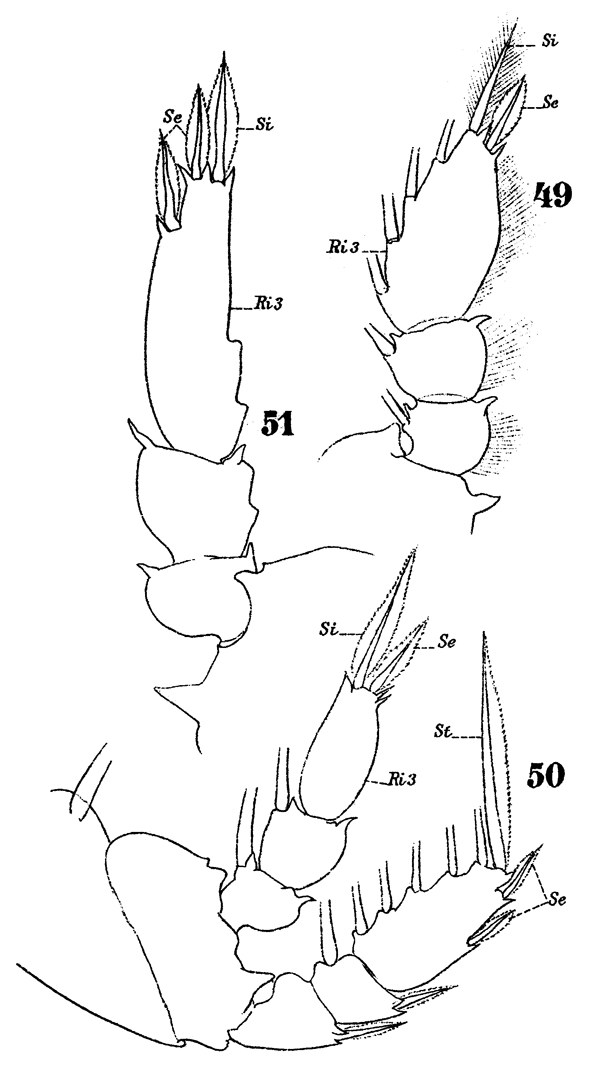 Species Sapphirina metallina - Plate 12 of morphological figures