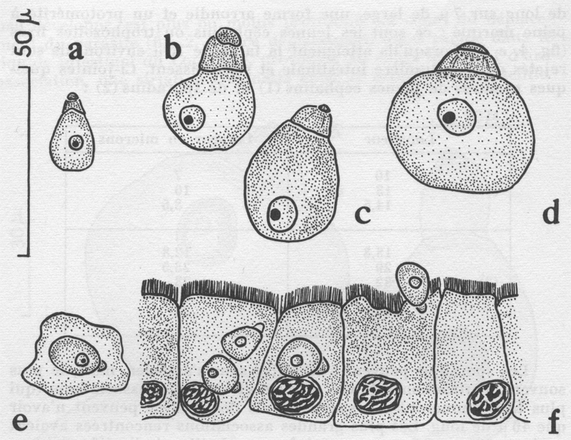 Espce Candacia ethiopica - Planche 14 de figures morphologiques